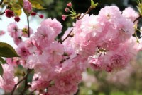 大美春日樱花季，雍晟·上城湾畔准现房火热在售