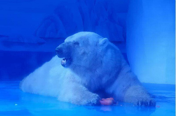 赣州极地海洋世界迎来全省首只北极熊