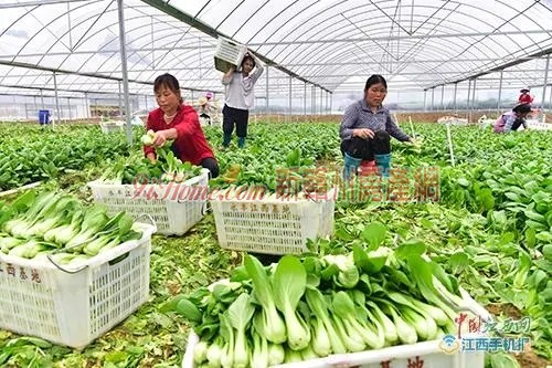 江西离港澳最近蔬菜基地，日产10吨蔬菜直供港澳！