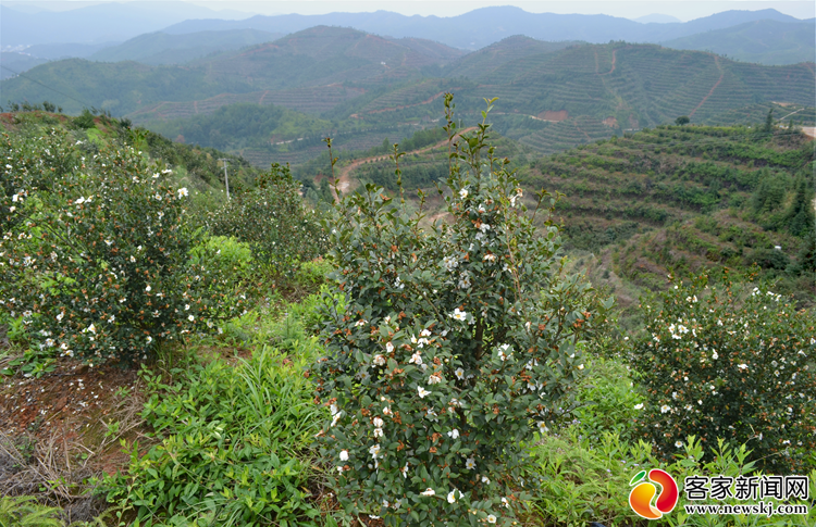 赣州市将用三年时间改造提升低产油茶林60万亩