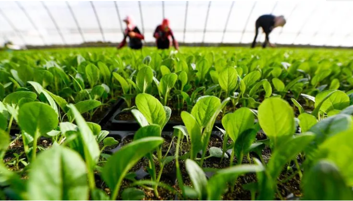 今年赣州市将新(扩)建规模设施蔬菜基地8万亩！