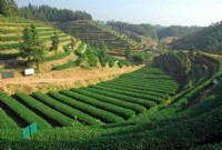 赣州市出台奖补扶持政策推动赣南高山茶产业发展