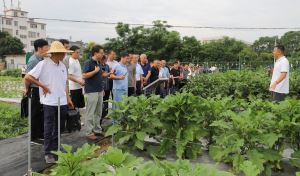2024年江西省区域性蔬菜引种筛选示范现场观摩会在赣州举行