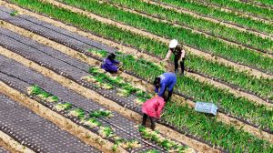 大余：科学调整种植结构 拓宽农民增收渠道