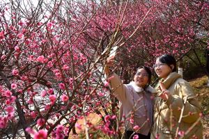 宁都：梅花绽放迎春到